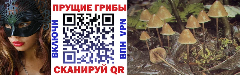 где купить наркотик  Дубовка  Галлюциногенные грибы мицелий 